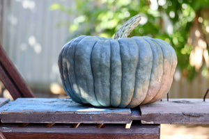 Squash (Winter) - Queensland Blue - SeedsNow.com