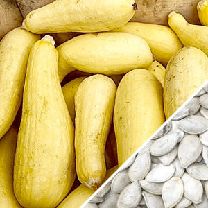 Squash (Summer) - Crookneck, Yellow Early Summer.