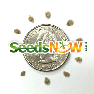 Tomato - Money Maker (Indeterminate) - SeedsNow.com