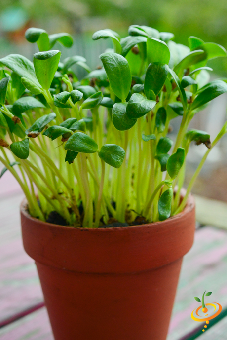 Sprouts/Microgreens - Fenugreek - SeedsNow.com