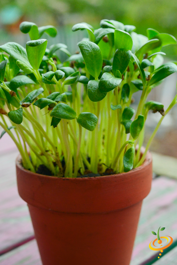 Sprouts/Microgreens - Fenugreek - SeedsNow.com