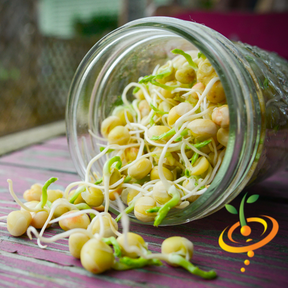 Organic green seeds pea sprouts spilling from a glass jar on a wooden surface