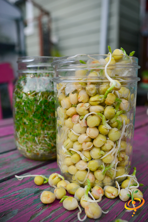 Sprouts/Microgreens - Green Pea.