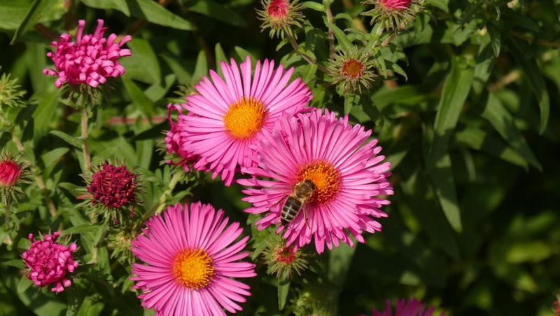 Flowers - Aster, New England (Michaelmas Daisy) - SeedsNow.com