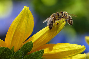 All-in-One SAVE THE BEES! Garden Variety Pack - SeedsNow.com