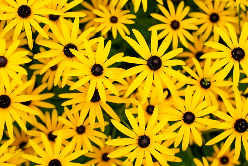 Flowers - Black-Eyed Susan - SeedsNow.com