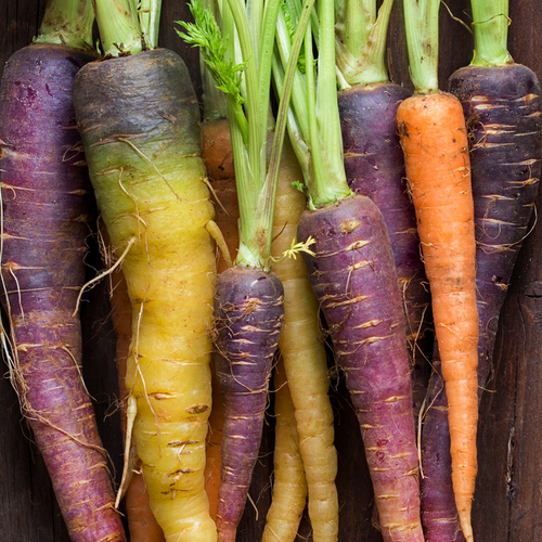 Carrot - Heritage Rainbow Blend - SeedsNow.com