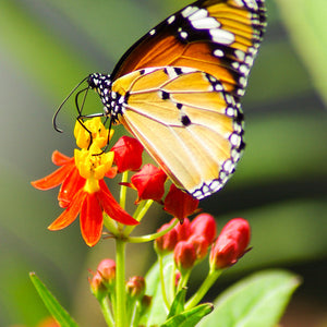 Flowers - Milkweed, Tropical (Monarch Butterfly/Blood Flower) - Silky Deep Red - SeedsNow.com