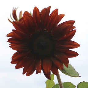 Chocolate Cherry sunflower with deep reddish-brown petals and green leaves against a bright sky background