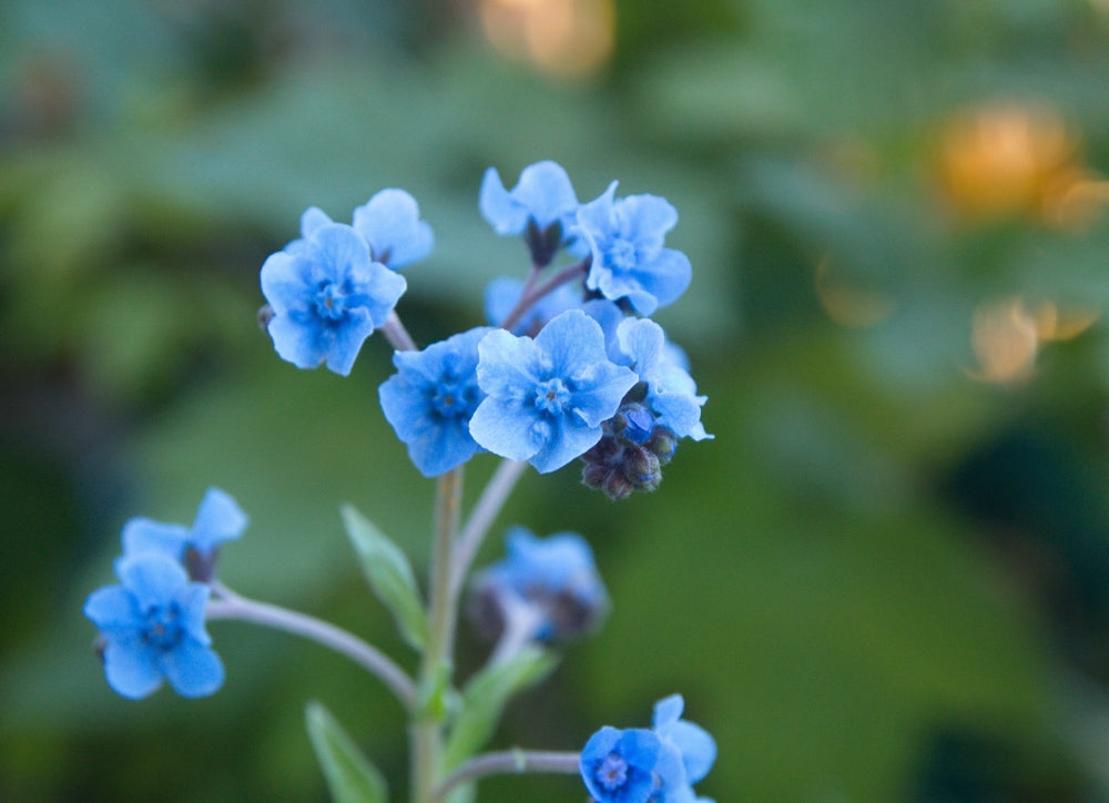 Flowers - Forget-Me-Not - SeedsNow.com