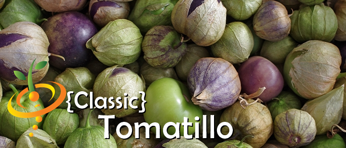 Tomatillo - Classic - SeedsNow.com