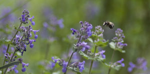 All-in-One SAVE THE BEES! Garden Variety Pack - SeedsNow.com