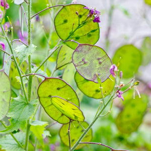 Flowers - Lunaria Silver Dollar (Money Plant) - SeedsNow.com