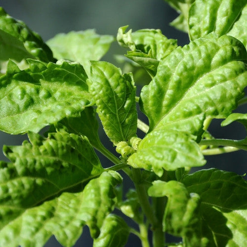 Basil, Lettuce Leaf - SeedsNow.com