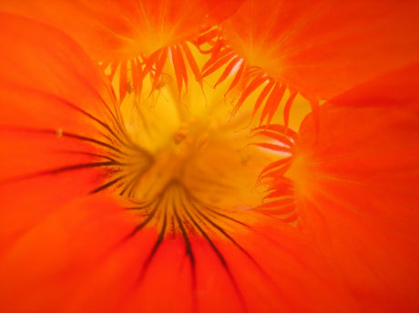 Colorful Alaska Mix Nasturtium flower seeds from SeedsNow, showcasing vibrant, edible nasturtium blossoms and lush green foliage.