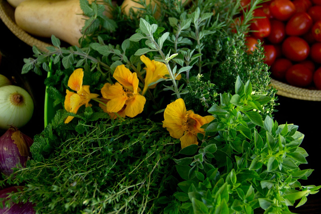 Nasturtium - Dwarf Jewel Mix - SeedsNow.com