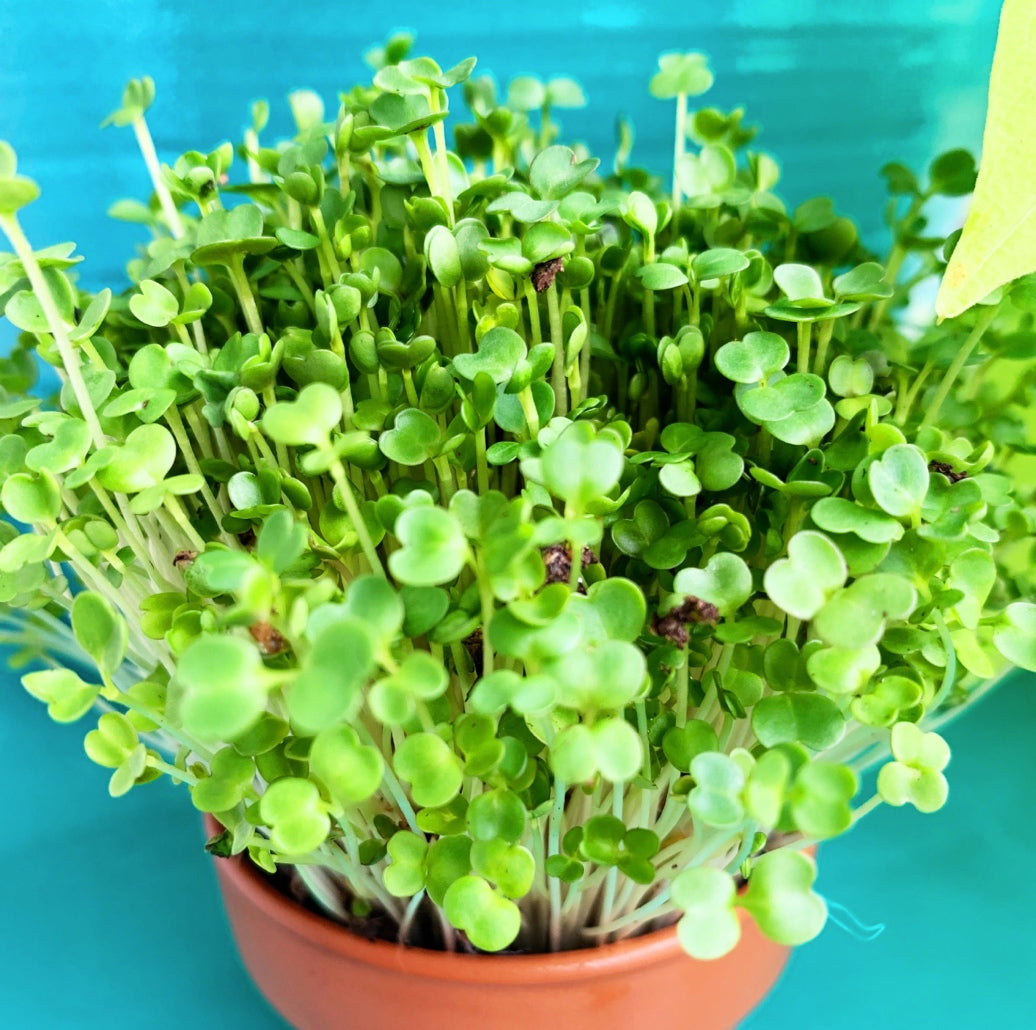 Sprouts/Microgreens - Arugula - SeedsNow.com