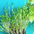 Sprouts/Microgreens - Cilantro/Coriander - SeedsNow.com