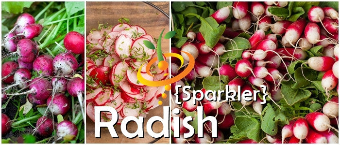 Radish - Sparkler.