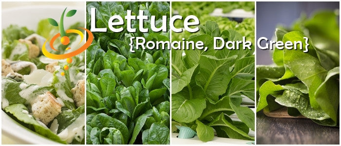 Lettuce - Romaine, Dark Green.