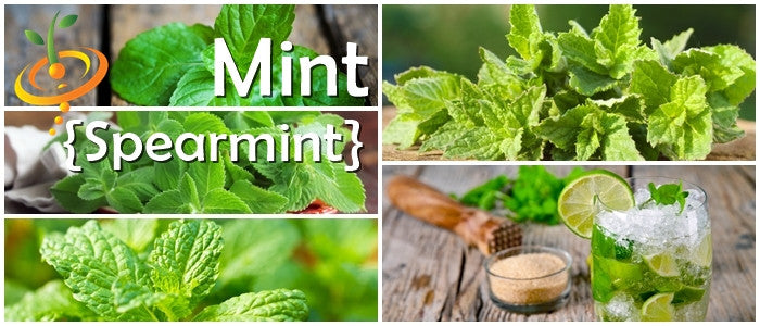 Mint - Spearmint.