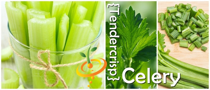 Celery - Tendercrisp.