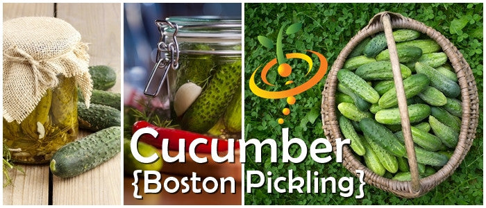 Cucumber - Boston Pickling.