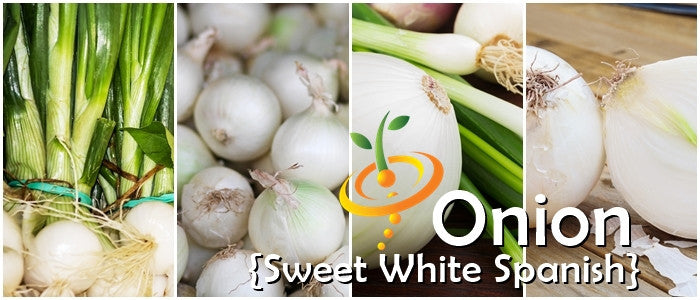 Onion - Spanish Sweet, White (Long Day).