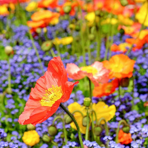 Assorted wildflower mix featuring vibrant poppies, designed for garden planting by SeedsNow.