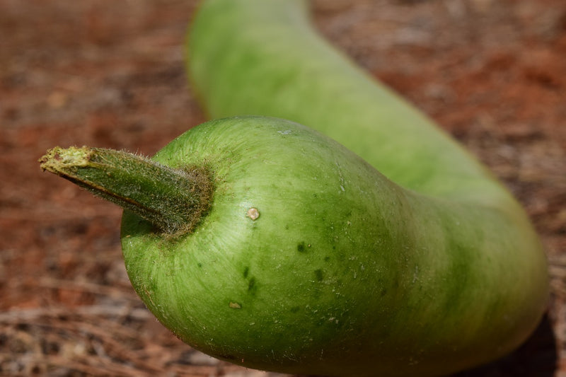 Gourd - Dipper, Long Handle - SeedsNow.com