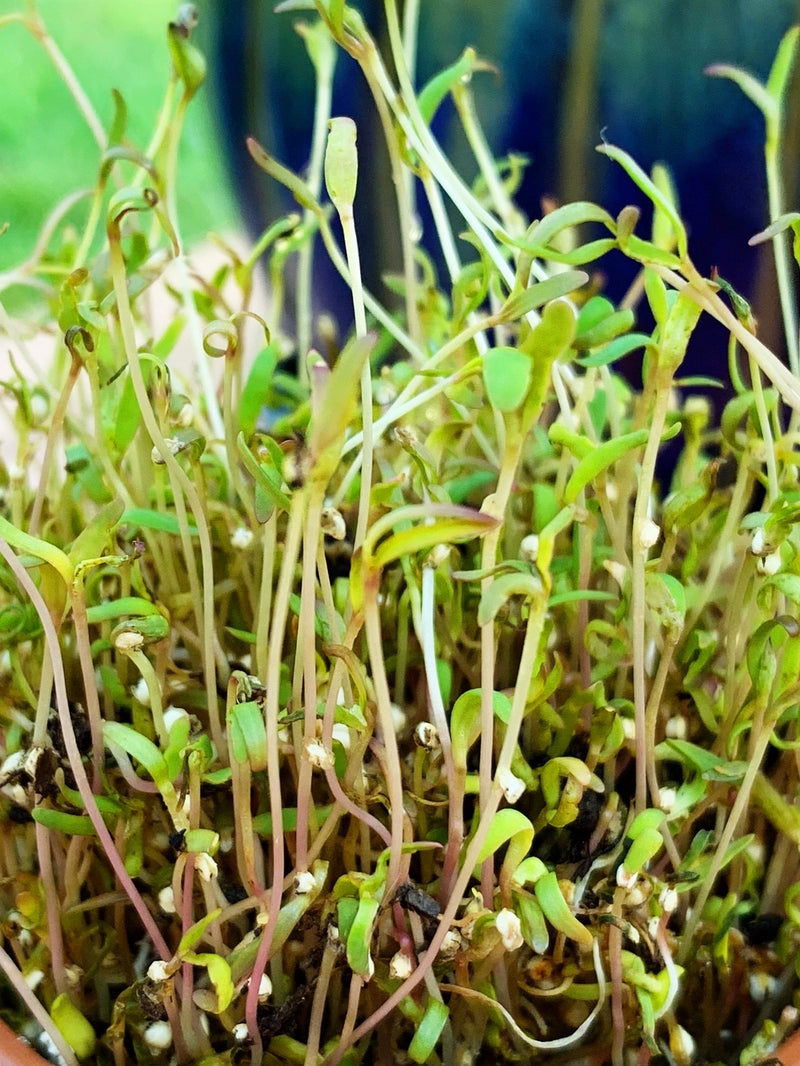 Sprouts/Microgreens - Quinoa - SeedsNow.com