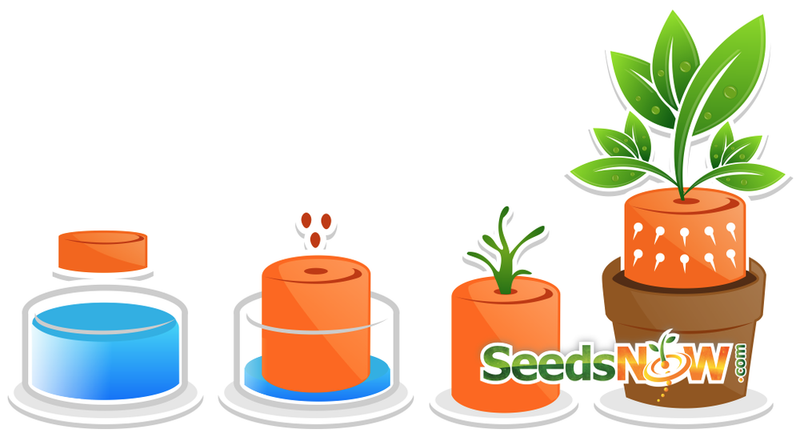 ALL-in-ONE MEGA Seed Bank - SeedsNow.com