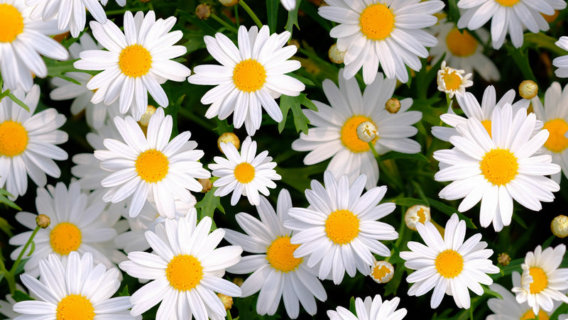Flowers - Daisy, Shasta - SeedsNow.com