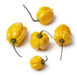 Pepper (Hot) - Scotch Bonnet, Yellow 🔥🔥🔥 - SeedsNow.com