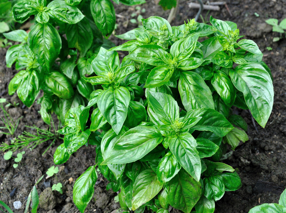 Basil - Italian Large Leaf.