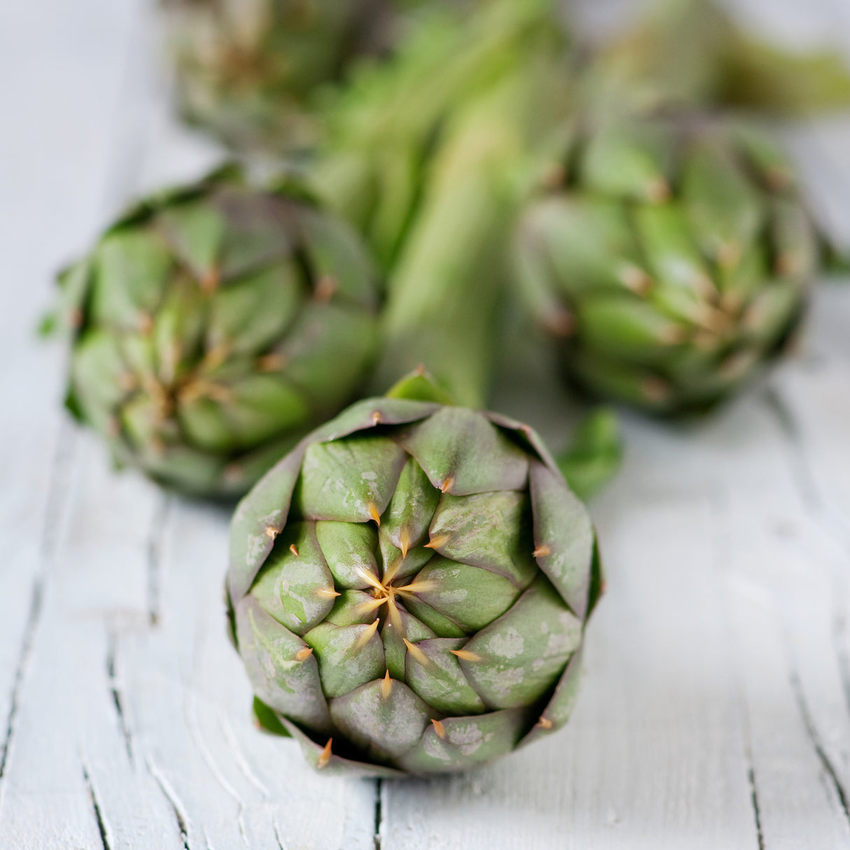 Artichoke - Green Globe.