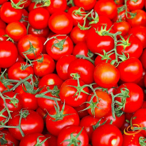 Indeterminate Marglobe Supreme tomato seeds from SeedsNow, showing vibrant green seedlings with lush foliage and developing stems.