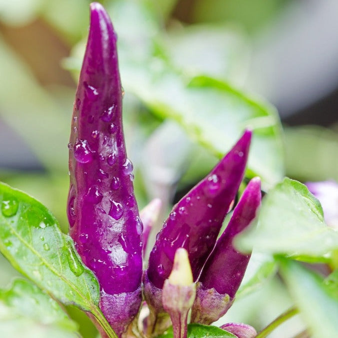 Pepper (Hot) - Cayenne, Purple 🔥🔥🔥 - SeedsNow.com