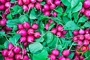 Radish - Beauty, Pink.