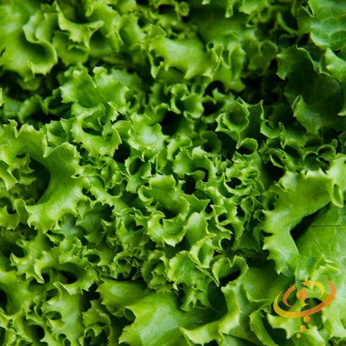 Lettuce - Green Ice - SeedsNow.com
