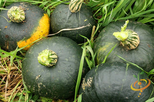 Squash (Winter) - Burgess Buttercup - SeedsNow.com