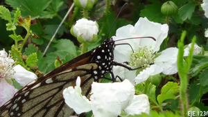 All-in-One Wildflower & Pollinator Scatter Garden Variety Pack - SeedsNow.com