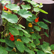 Nasturtium - Tall Trailing Mix - SeedsNow.com