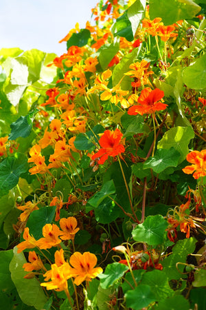 Nasturtium - Whirlybird - SeedsNow.com