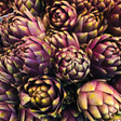 Artichoke - Violet Star - SeedsNow.com