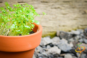 Sprouts/Microgreens - Cress.