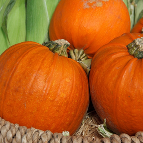 Close-up of organic Wee Be Little Pumpkin seeds from SeedsNow, showing small, light brown pumpkin seeds in a clear container.