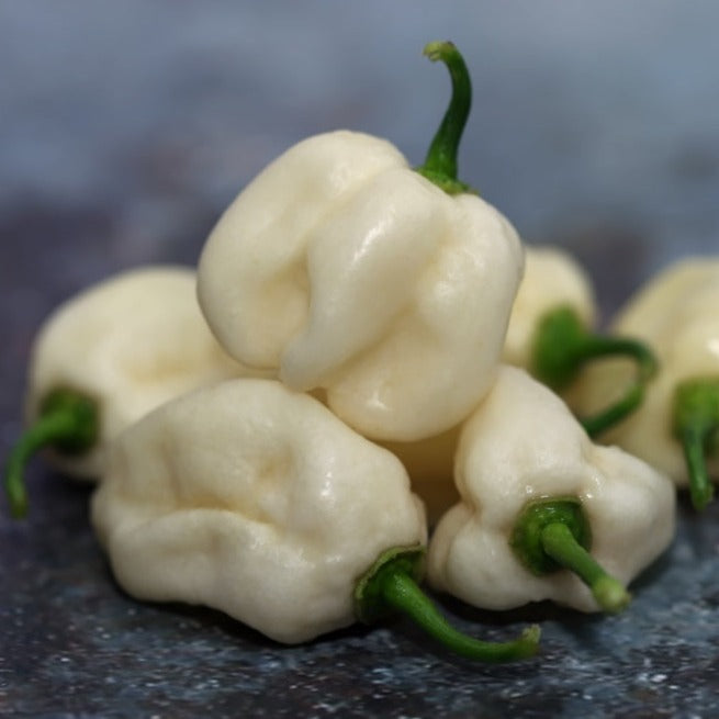 Pepper (Hot) - Habanero, White 🔥🔥🔥🔥 - SeedsNow.com