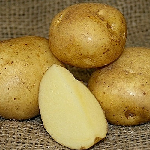 Potato (Late-Season) - Yellow Finn (Organic/Heirloom) - SeedsNow.com