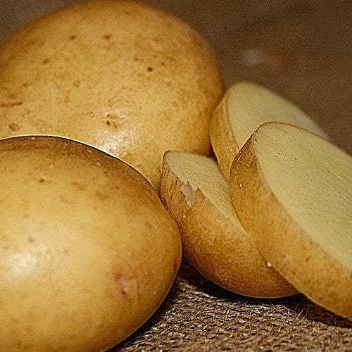 Potato (Early-Season) - Yukon Gold (ORGANIC) - SeedsNow.com